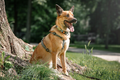 Milon - Labi-Schäfer-Mix zum Velieben, Labrador-Schäferhund - Rüde