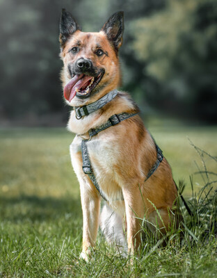 Milon - Labi-Schäfer-Mix zum Velieben, Labrador-Schäferhund - Rüde