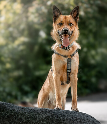 Milon - Labi-Schäfer-Mix zum Velieben, Labrador-Schäferhund - Rüde