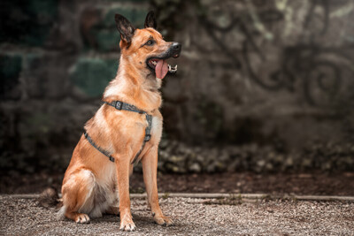 Milon - Labi-Schäfer-Mix zum Velieben, Labrador-Schäferhund - Rüde