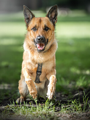 Milon - Labi-Schäfer-Mix zum Velieben, Labrador-Schäferhund - Rüde