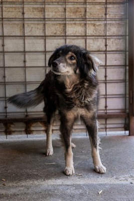 🐾 Milow – ein Hundeopi voller Liebe sucht seinen Ruheplatz fürs Leben 🐾