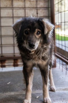 🐾 Milow – ein Hundeopi voller Liebe sucht seinen Ruheplatz fürs Leben 🐾, Mischling - Rüde