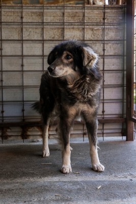 🐾 Milow – ein Hundeopi voller Liebe sucht seinen Ruheplatz fürs Leben 🐾, Mischling - Rüde