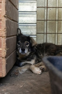 🐾 Milow – ein Hundeopi voller Liebe sucht seinen Ruheplatz fürs Leben 🐾, Mischling - Rüde