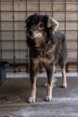 🐾 Milow – ein Hundeopi voller Liebe sucht seinen Ruheplatz fürs Leben 🐾, Mischling - Rüde
