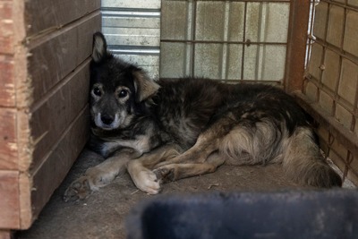 🐾 Milow – ein Hundeopi voller Liebe sucht seinen Ruheplatz fürs Leben 🐾, Mischling - Rüde