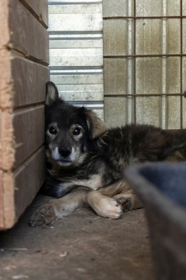 🐾 Milow – ein Hundeopi voller Liebe sucht seinen Ruheplatz fürs Leben 🐾, Mischling - Rüde