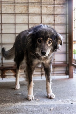 🐾 Milow – ein Hundeopi voller Liebe sucht seinen Ruheplatz fürs Leben 🐾, Mischling - Rüde
