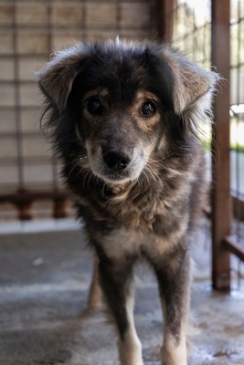 🐾 Milow – ein Hundeopi voller Liebe sucht seinen Ruheplatz fürs Leben 🐾, Mischling - Rüde