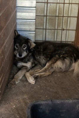 🐾 Milow – ein Hundeopi voller Liebe sucht seinen Ruheplatz fürs Leben 🐾, Mischling - Rüde