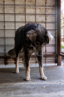 🐾 Milow – ein Hundeopi voller Liebe sucht seinen Ruheplatz fürs Leben 🐾, Mischling - Rüde