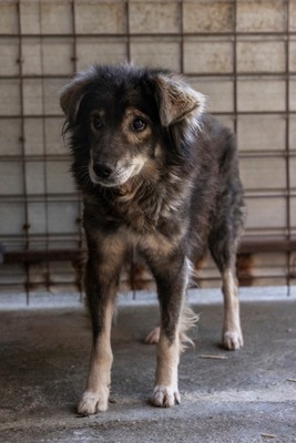 🐾 Milow – ein Hundeopi voller Liebe sucht seinen Ruheplatz fürs Leben 🐾, Mischling - Rüde