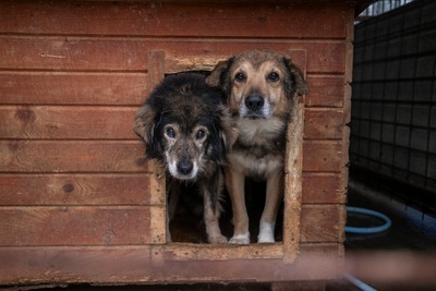 🐾 Milow – ein Hundeopi voller Liebe sucht seinen Ruheplatz fürs Leben 🐾, Mischling - Rüde