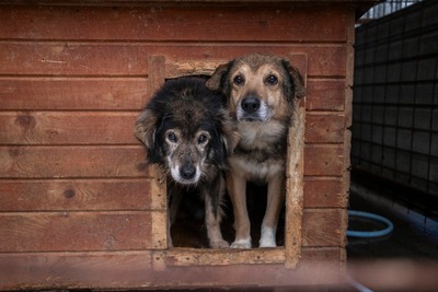 🐾 Milow – ein Hundeopi voller Liebe sucht seinen Ruheplatz fürs Leben 🐾, Mischling - Rüde