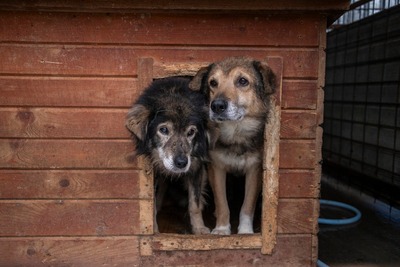 🐾 Milow – ein Hundeopi voller Liebe sucht seinen Ruheplatz fürs Leben 🐾, Mischling - Rüde