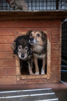 🐾 Milow – ein Hundeopi voller Liebe sucht seinen Ruheplatz fürs Leben 🐾, Mischling - Rüde