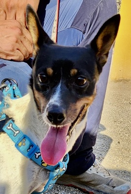 Mily, Bodeguero Andaluz - Mix - Hündin