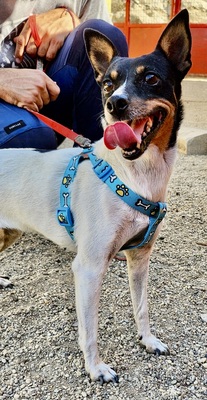 Mily, Bodeguero Andaluz - Mix - Hündin