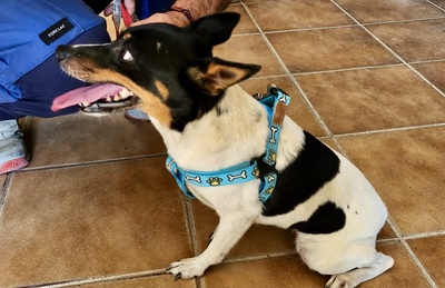 Mily, Bodeguero Andaluz - Mix - Hündin