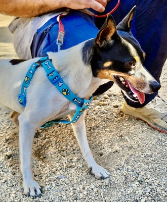 Mily, Bodeguero Andaluz - Mix - Hündin