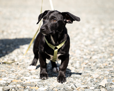 Mimba, mischling Welpen - Rüde