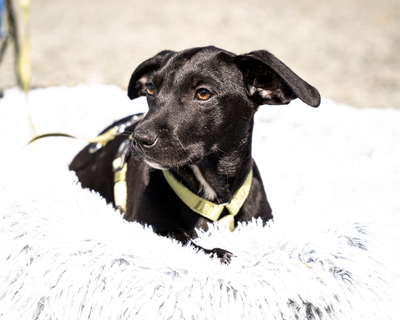 Mimba, mischling Welpen - Rüde