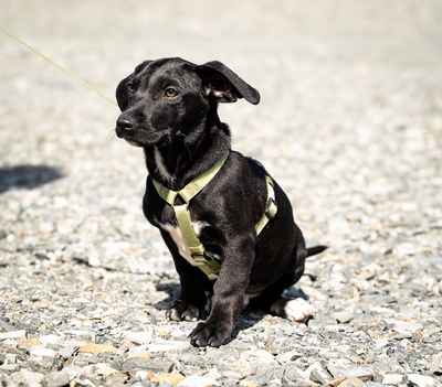 Mimba, mischling Welpen - Rüde