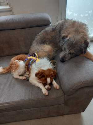 Mimi sucht ihren Herzensmenschen, Mischling - Hündin