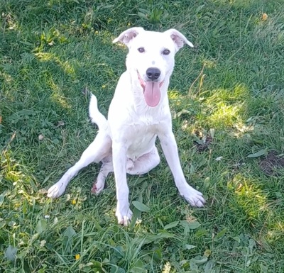 Mimmo, Mischling - Rüde