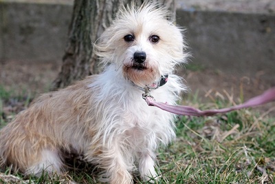 Mimosa, Terrier Mix - Hündin