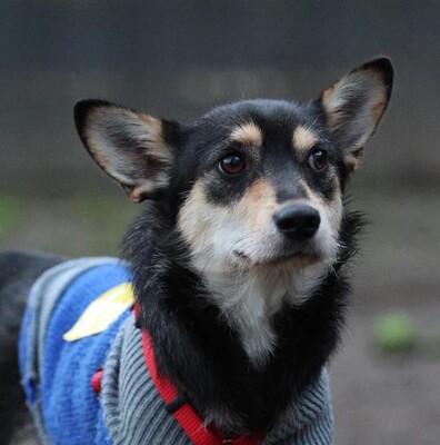 Mina, Mischling Welpen - Hündin