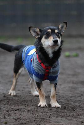 Mina, Mischling Welpen - Hündin