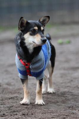 Mina, Mischling Welpen - Hündin