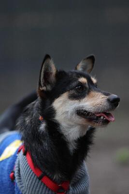 Mina, Mischling Welpen - Hündin