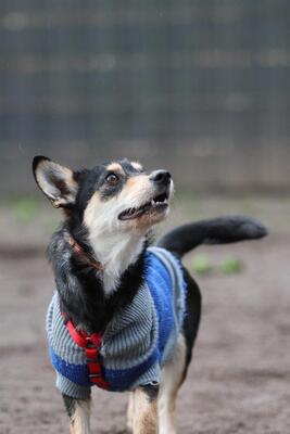 Mina, Mischling Welpen - Hündin