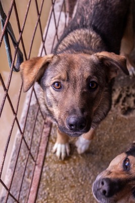 🌸 Mina – ein kleines Herz auf der Suche nach großer Liebe, Mischling - Hündin