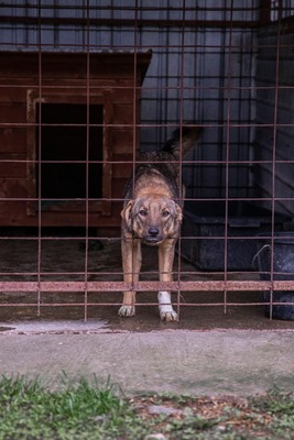 🌸 Mina – ein kleines Herz auf der Suche nach großer Liebe, Mischling - Hündin