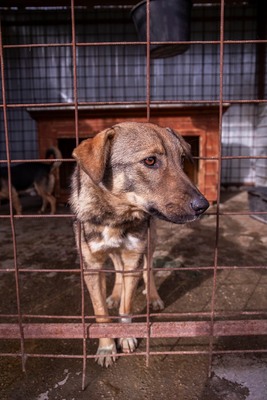 🌸 Mina – ein kleines Herz auf der Suche nach großer Liebe, Mischling - Hündin