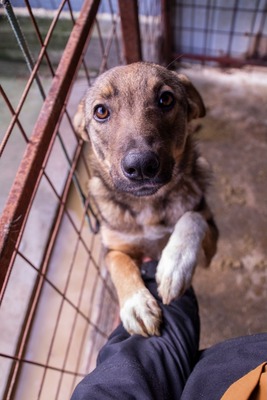 🌸 Mina – ein kleines Herz auf der Suche nach großer Liebe, Mischling - Hündin