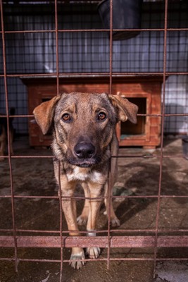 🌸 Mina – ein kleines Herz auf der Suche nach großer Liebe, Mischling - Hündin