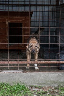 🌸 Mina – ein kleines Herz auf der Suche nach großer Liebe, Mischling - Hündin