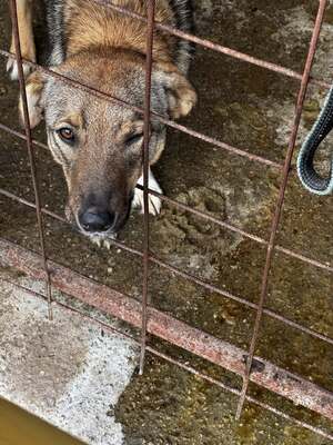 🌸 Mina – ein kleines Herz auf der Suche nach großer Liebe, Mischling - Hündin