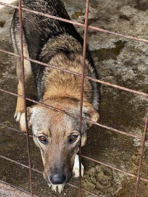 🌸 Mina – ein kleines Herz auf der Suche nach großer Liebe, Mischling - Hündin