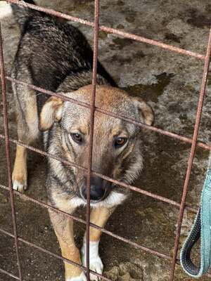 🌸 Mina – ein kleines Herz auf der Suche nach großer Liebe, Mischling - Hündin