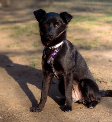 Minda, Mischling - Hündin