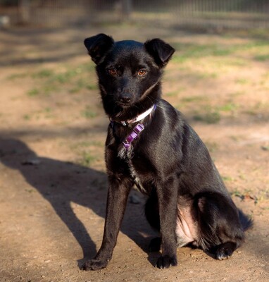 Minda, Mischling - Hündin