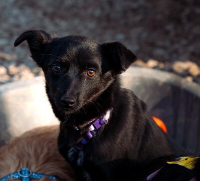 Minda, Mischling - Hündin