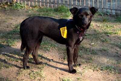 Minda, Mischling - Hündin