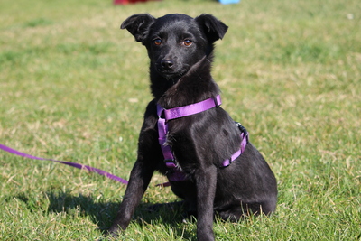 Minda, Mischling Welpen - Hündin